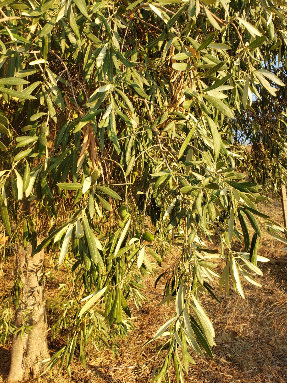 Olio extravergine d'oliva 5 litri nuova molitura ottobre 2023