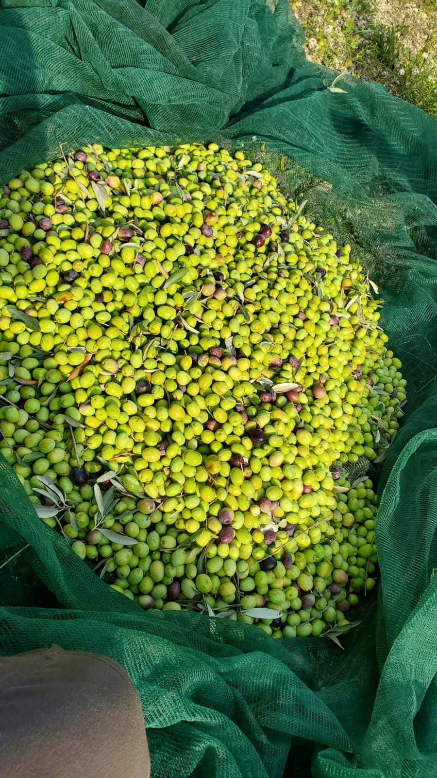 Olio extravergine d'oliva 5 litri nuova molitura ottobre 2023