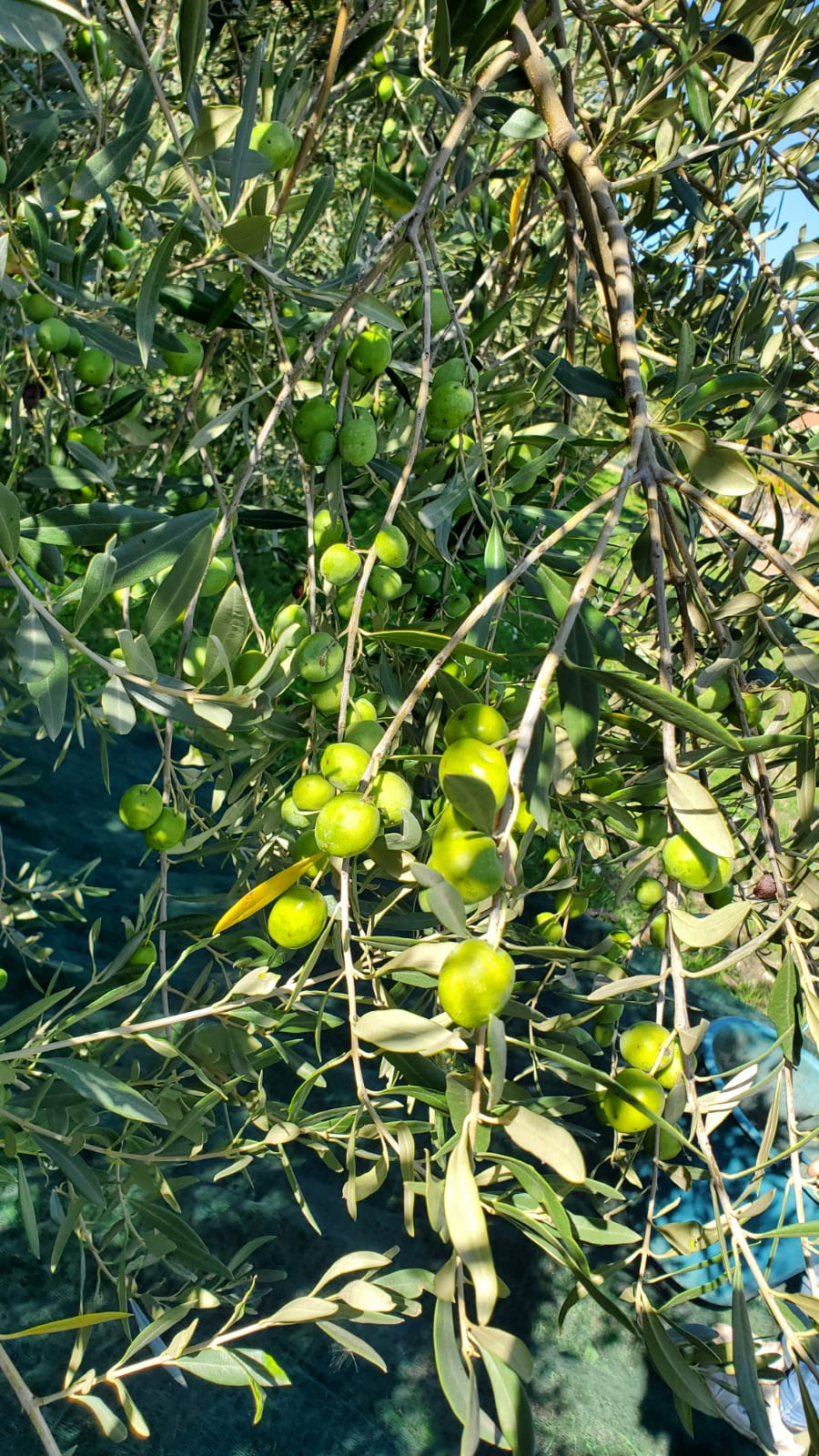 Olio extravergine d'oliva 5 litri nuova molitura ottobre 2023