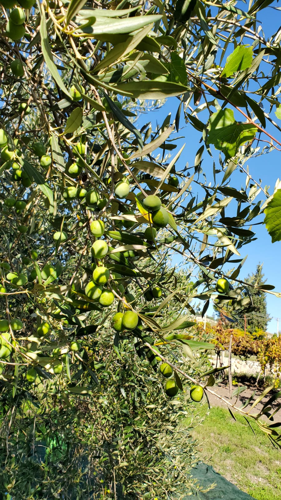 Olio extravergine d'oliva 10 litri nuova molitura ottobre 2023